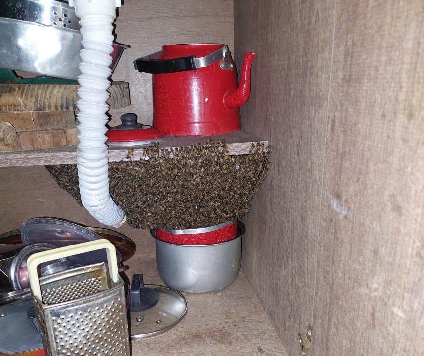 Enxame de abelha se aloja cozinha de residência