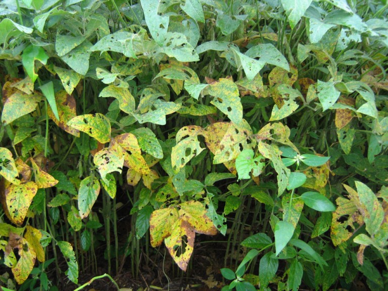 Doenças foliares começam a aparecer em lavouras de soja