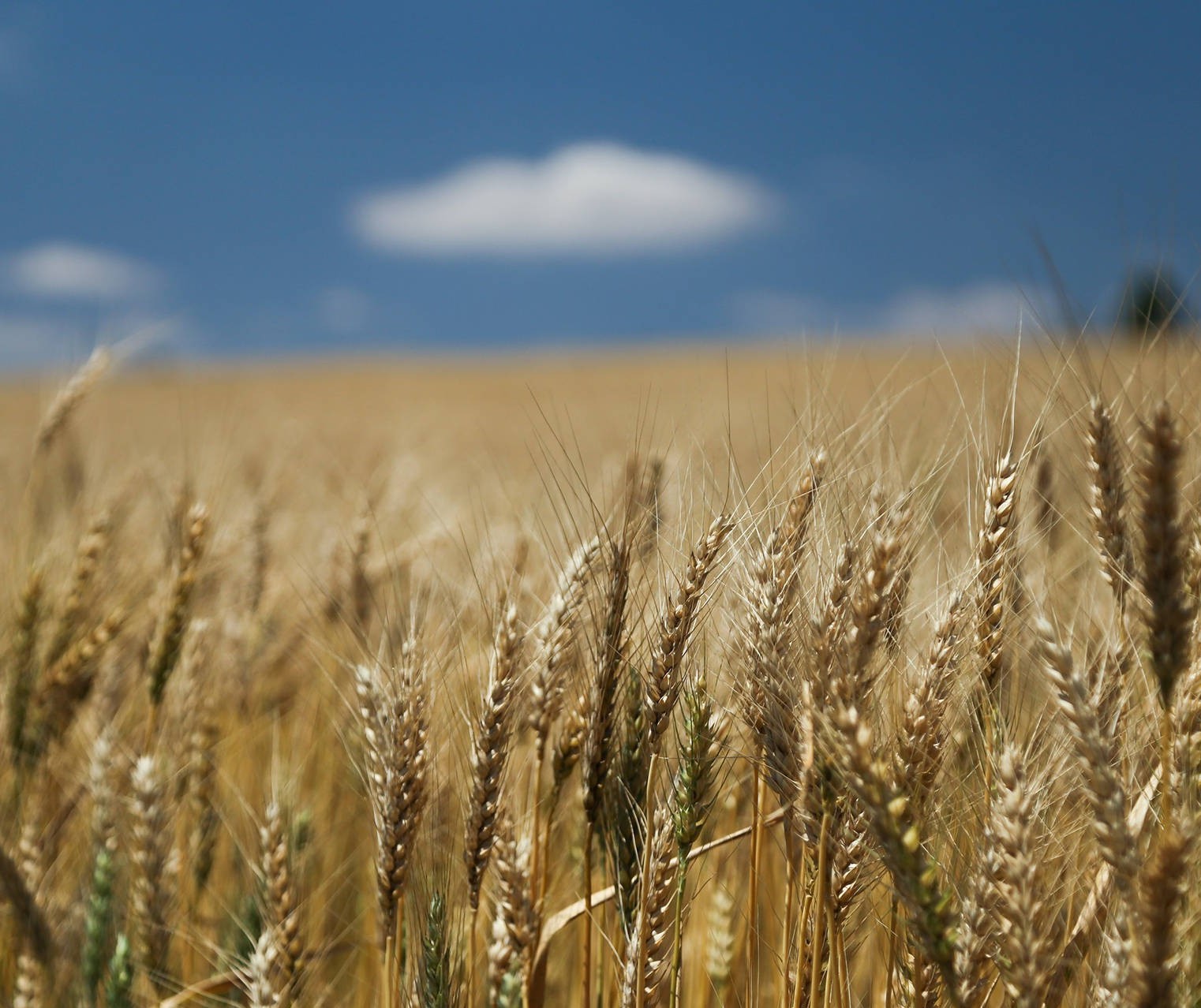 Frente fria provoca mudanças na agricultura em todo o Paraná