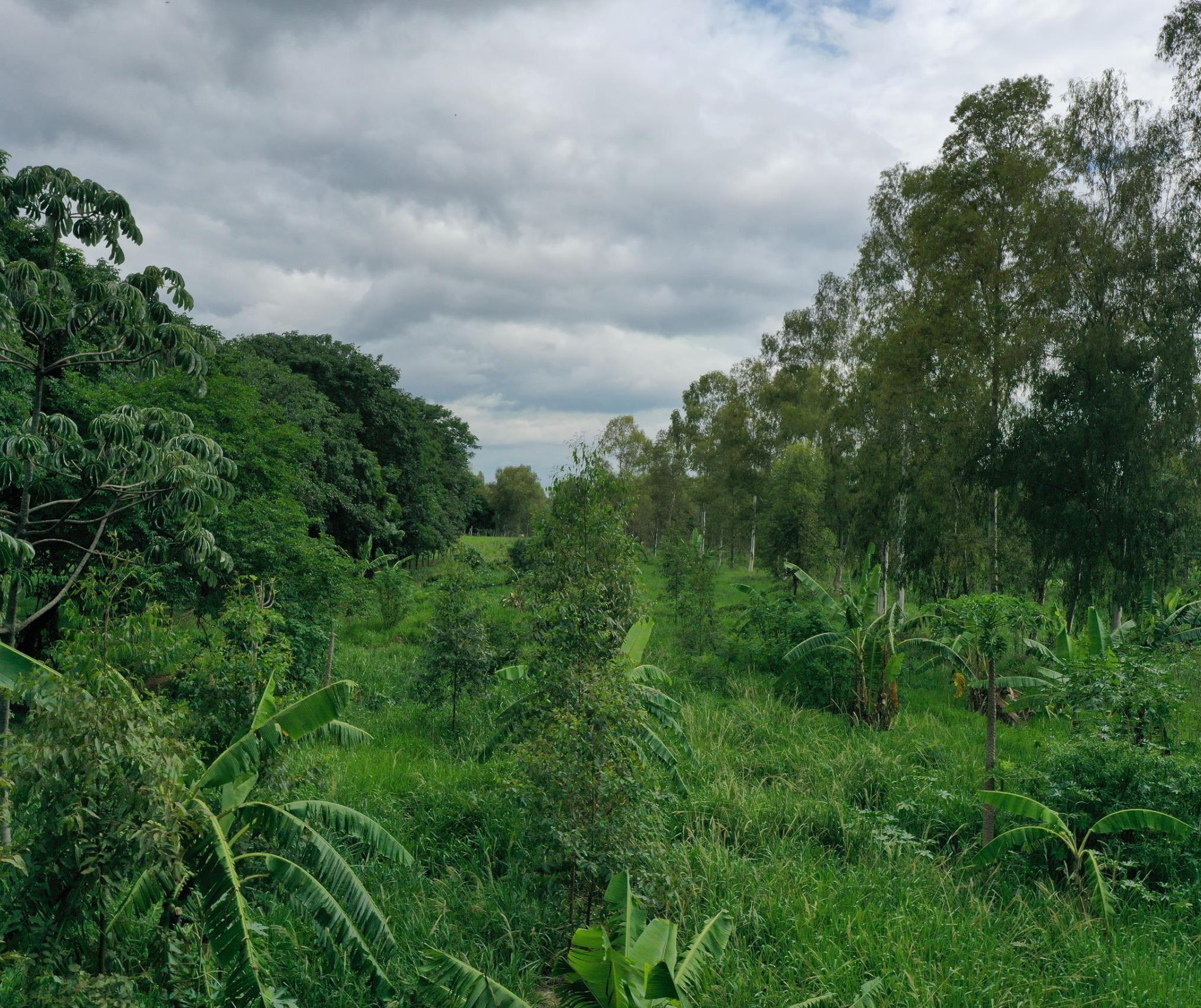 Biólogo desenvolve técnica milenar de agrofloresta em Altônia