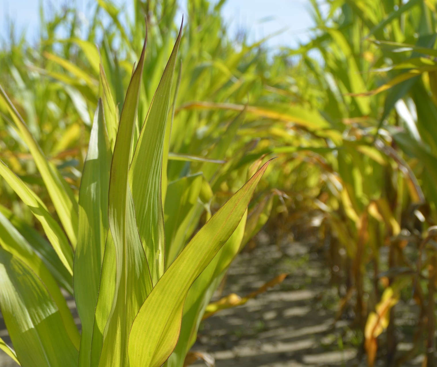 Desempenho do milho deve superar soja, trigo e arroz, diz consultoria