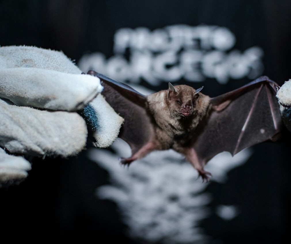  Maringá confirma segundo caso de raiva em morcego