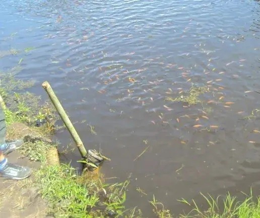 Cerca de 500 quilos de peixes são furtados de represa na região