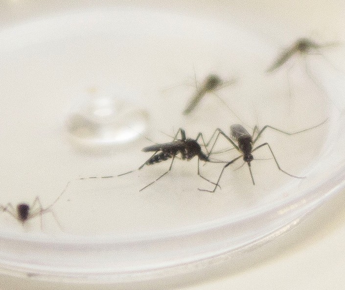 Maringá chega a 624 casos confirmados de dengue no período epidemiológico