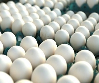 Exportação total de ovos em 2021 pode subir 52,9% em volume