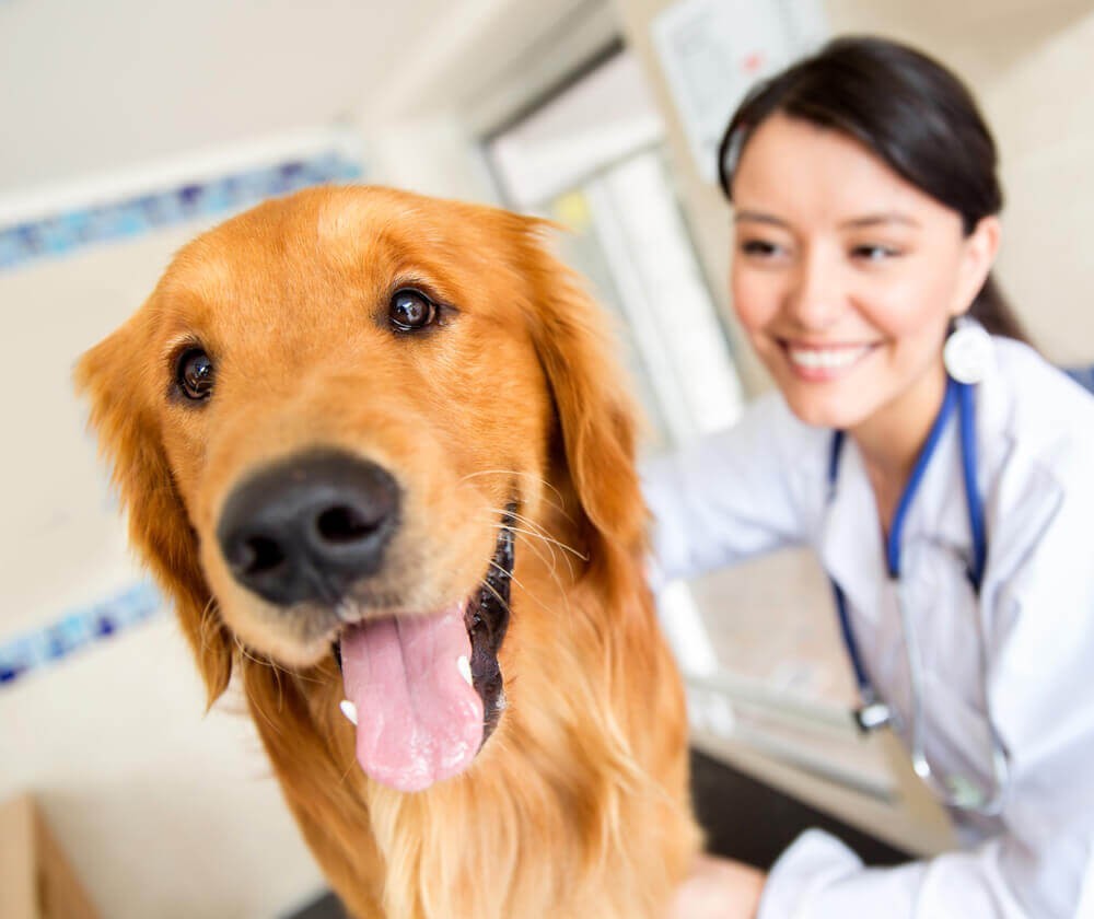 Reflexão sobre o Dia do Médico Veterinário, comemorado em 9 de setembro 