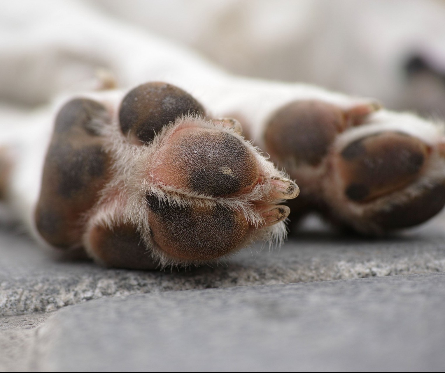 Riscos da picada de escorpião nos pets