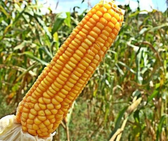 Sobem os preços das cotações do milho no mercado interno