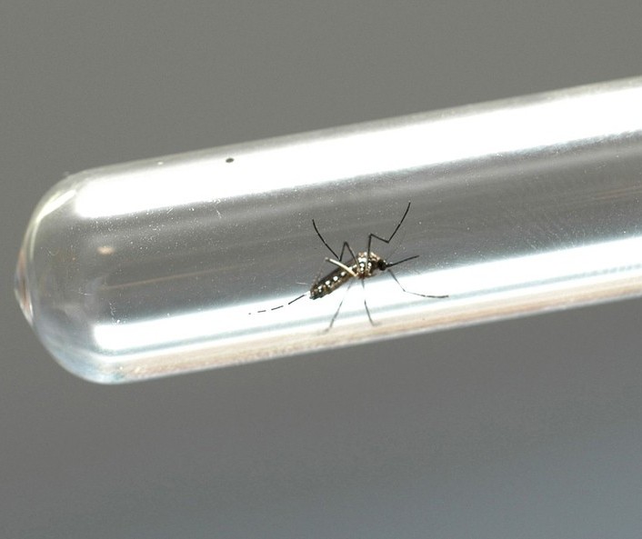  Maringá registra 41 casos de dengue em uma semana; total chega a 747