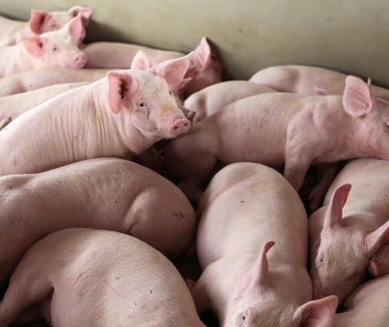 Suíno custa R$ 4,30 o quilo na região de Maringá