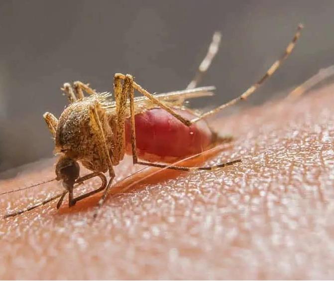 Sesa atualiza os casos de malária em monitoramento