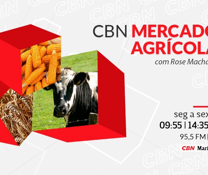Arroz é vendido a R$90 a saca em Paranavaí