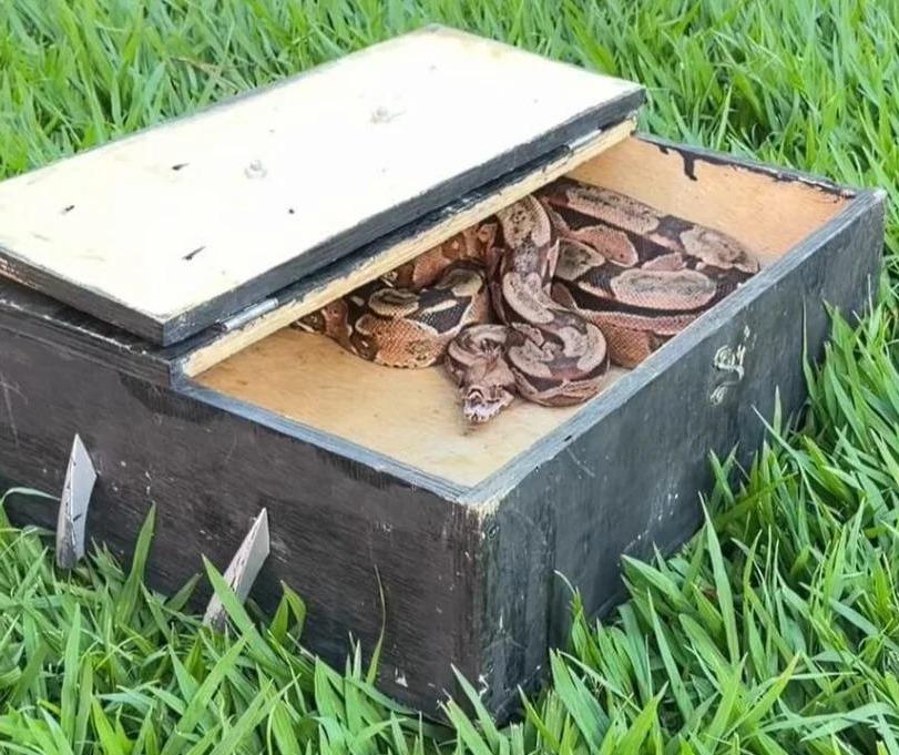 Veja o que se sabe sobre a jiboia capturada em ar-condicionado em Maringá e o destino do animal