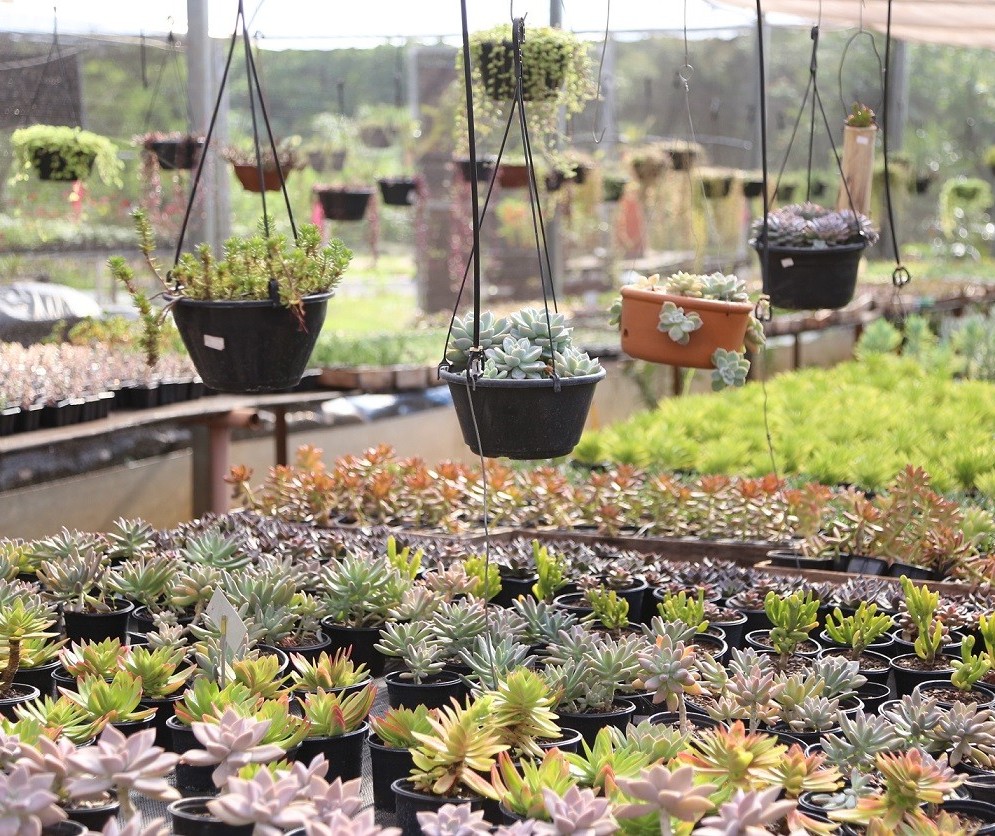 Maringá terá Festa das Flores com preço a partir de R$ 2